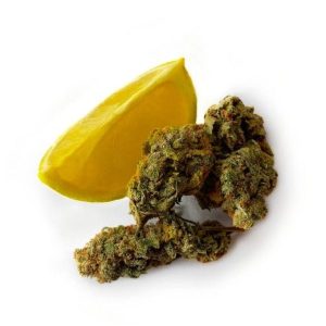 Lemon Haze FLWR